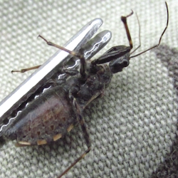 Coranus tuberculifer